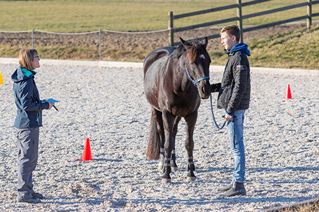 Pferdegestütztes Coaching